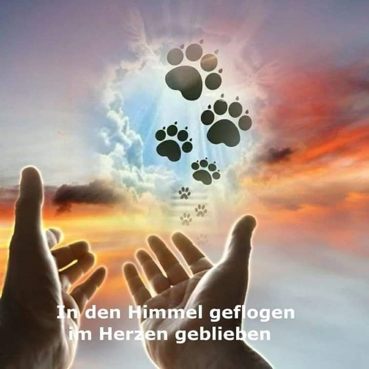 regenbogenland hunde
