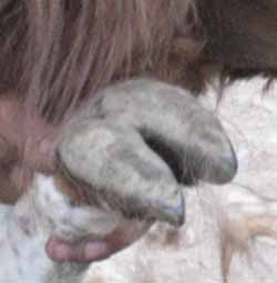 sohle